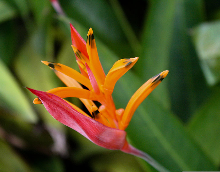 Plantation fleur d'Heliconia