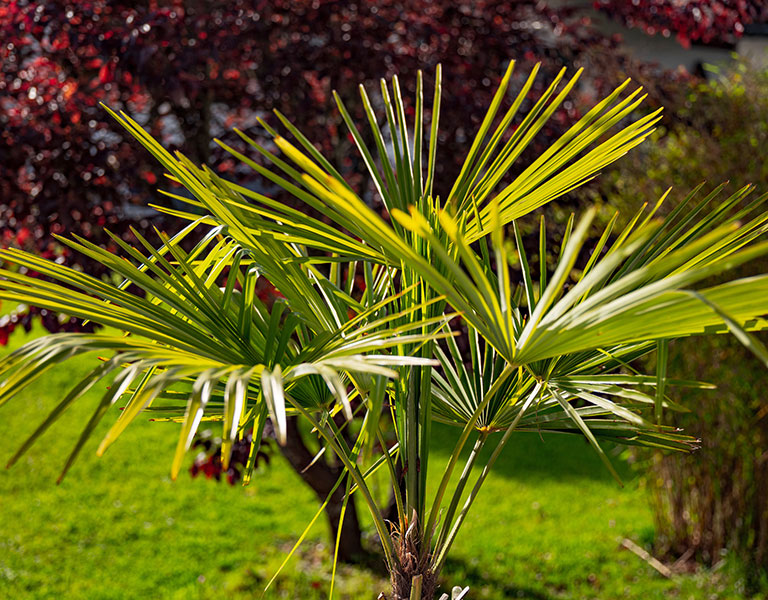 Plantation palmier